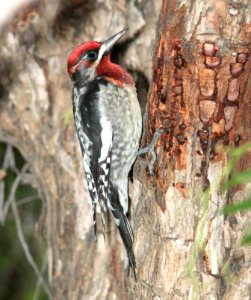 530 x 531 - RED-NAPED X RED-BREASTED SAPSUCKER (12-21-09) santa rosa park, slo co, ca (3)