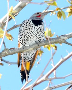 542 - NORTHERN FLICKER (3-16-10) red-shafted & yellow-shafted hybrid, male, el chorro reg park, slo co, ca  (5)