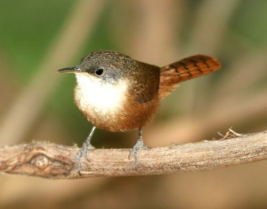 691 - CANYON WREN (5-30-11) patagonia lake, scc, az - (4)