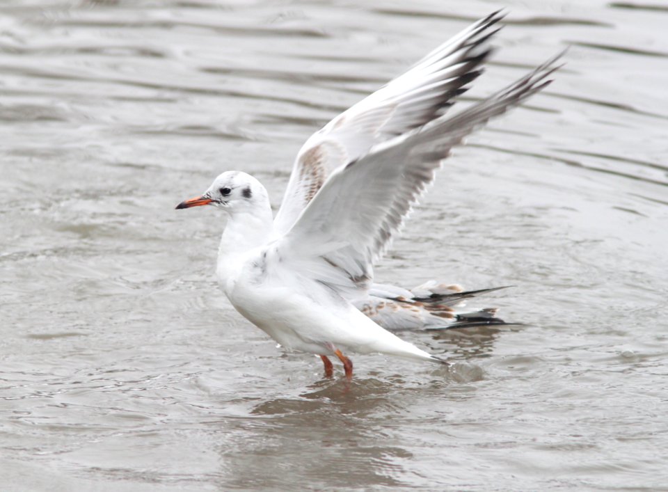 351 - BLACK-HEADED GULL (2-15-11) Quidi Vidi Lake, St John's, Newfoundland  (6)