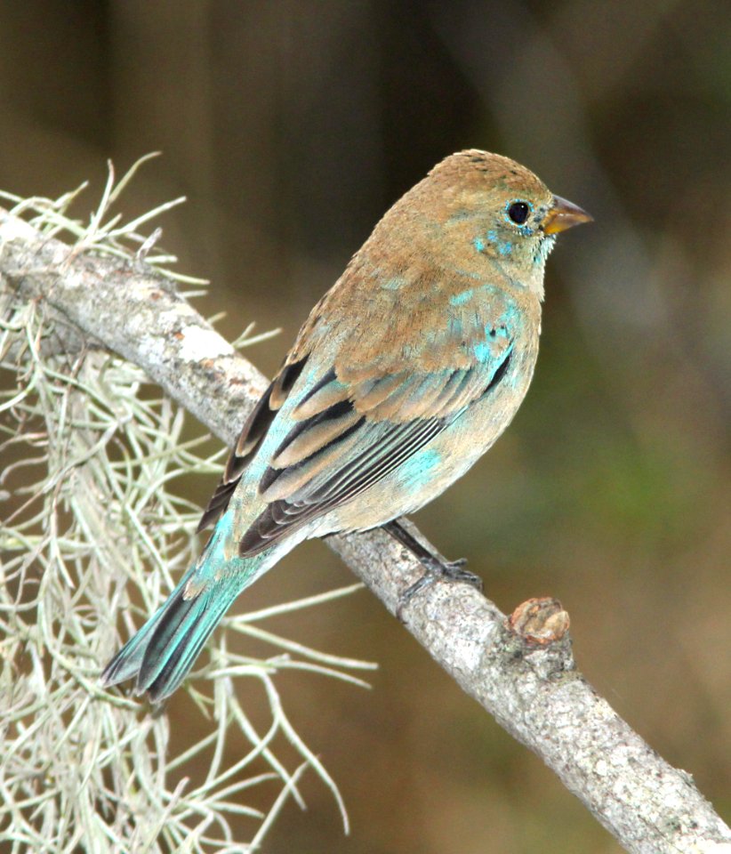 924 - INDIGO BUNTING (2-4-10) bentsen-rio grande state park, tx  (1)