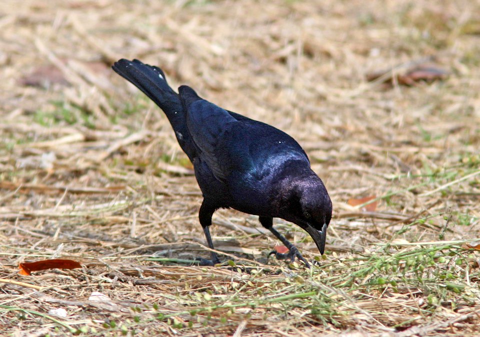 940 - SHINY COWBIRD (3-12-13) loop A, flamingo campground, everglades national park, monroe co, fl  (1)