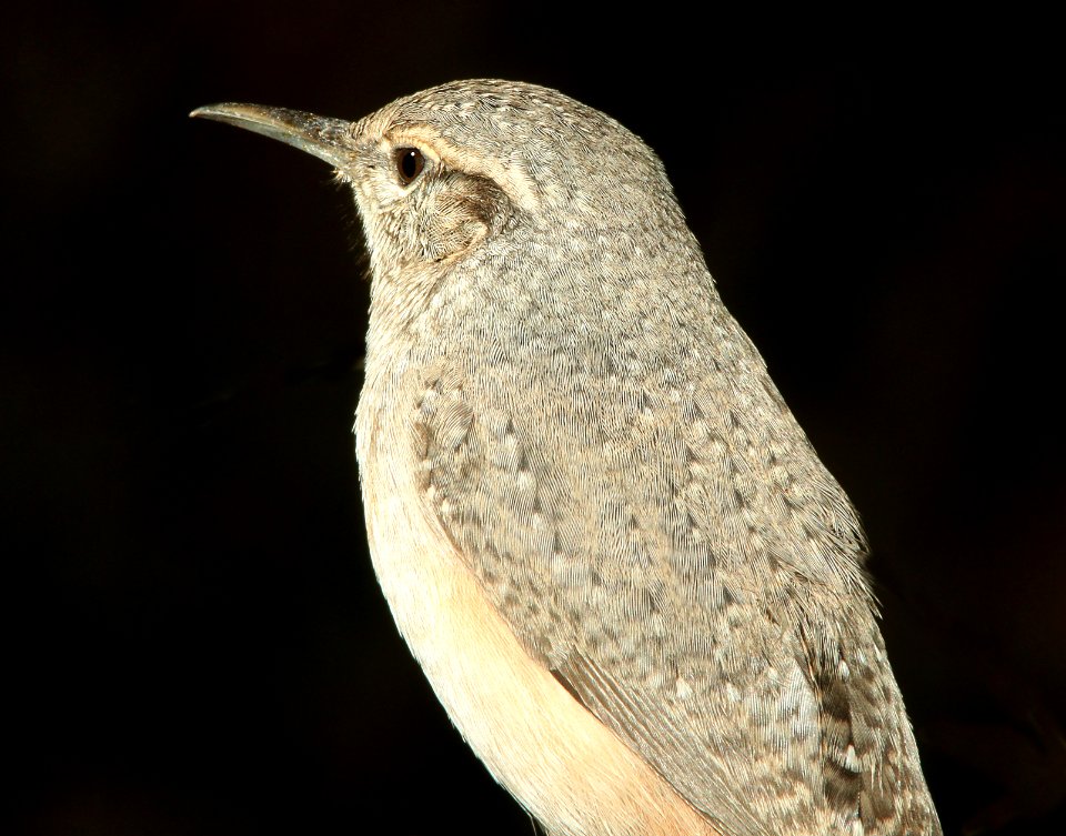 690 - ROCK WREN (11-8-11) 78 circulo montana, patagonia lake ranch estates, scc, az - (5)