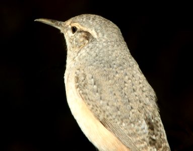 690 - ROCK WREN (11-8-11) 78 circulo montana, patagonia lake ranch estates, scc, az - (5)