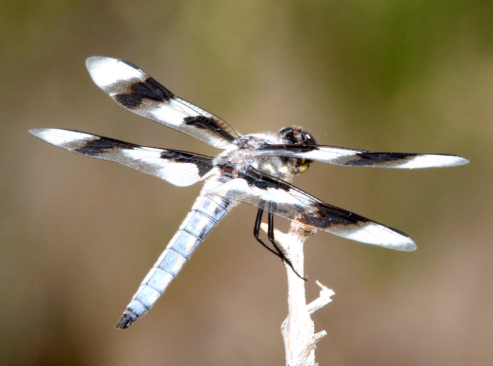 EIGHT-SPOTTED SKIMMER (Libellula forensis) (6-5-13) nye co, nevada -01