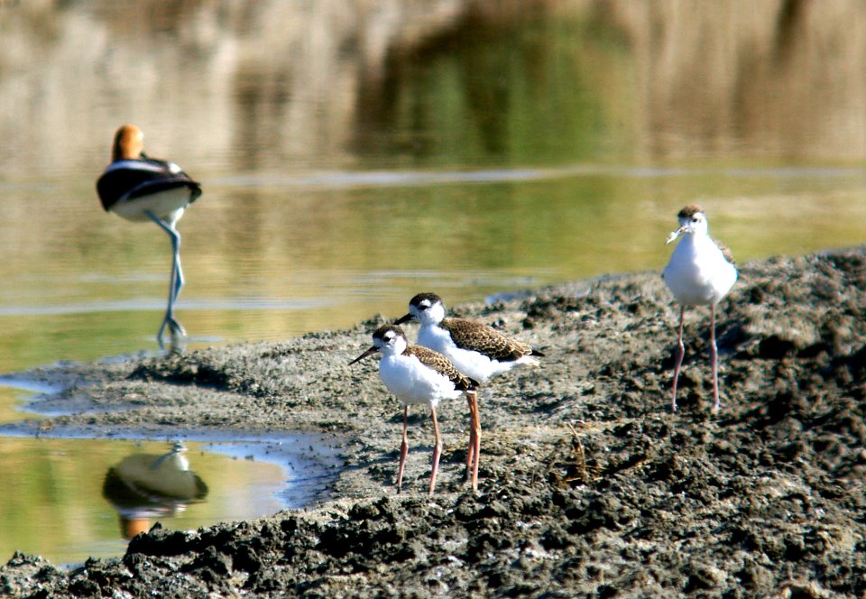 274 - BLACK-NECKED STILT juv, cholame , slo co, ca