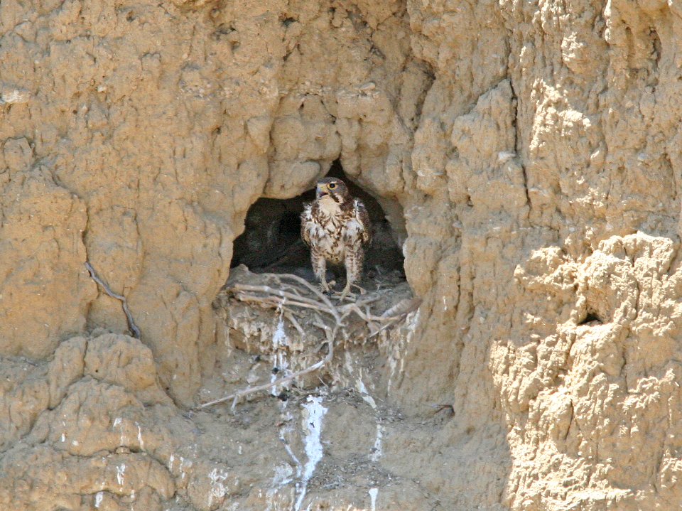 556 - PRAIRIE FALCON (4-20-08) carrizo, with young, carrizo plain, sloco, ca