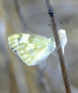 WHITE, CHECKERED (Pontia protodice) (8-29-07) carrizo plain nat monument, slo co, ca (2)