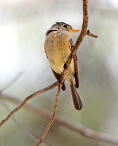 585 - BUFF-BREASTED FLYCATCHER (5-11-13) temporal gulch, santa rita mts, scc, az -02