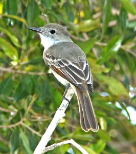 595 - LA SAGRA'S FLYCATCHER (1-21-10) bill baggs state park, key biscayne, fl  (1) - Copy