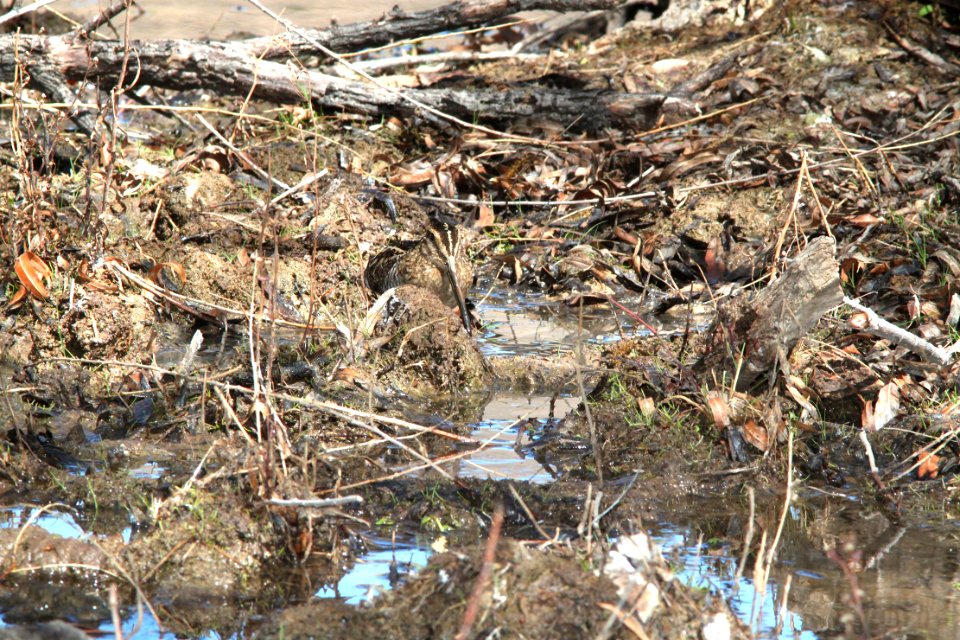 334 - WILSON'S SNIPE (3-21-12) patagonia lake state park, scc, az  (1)