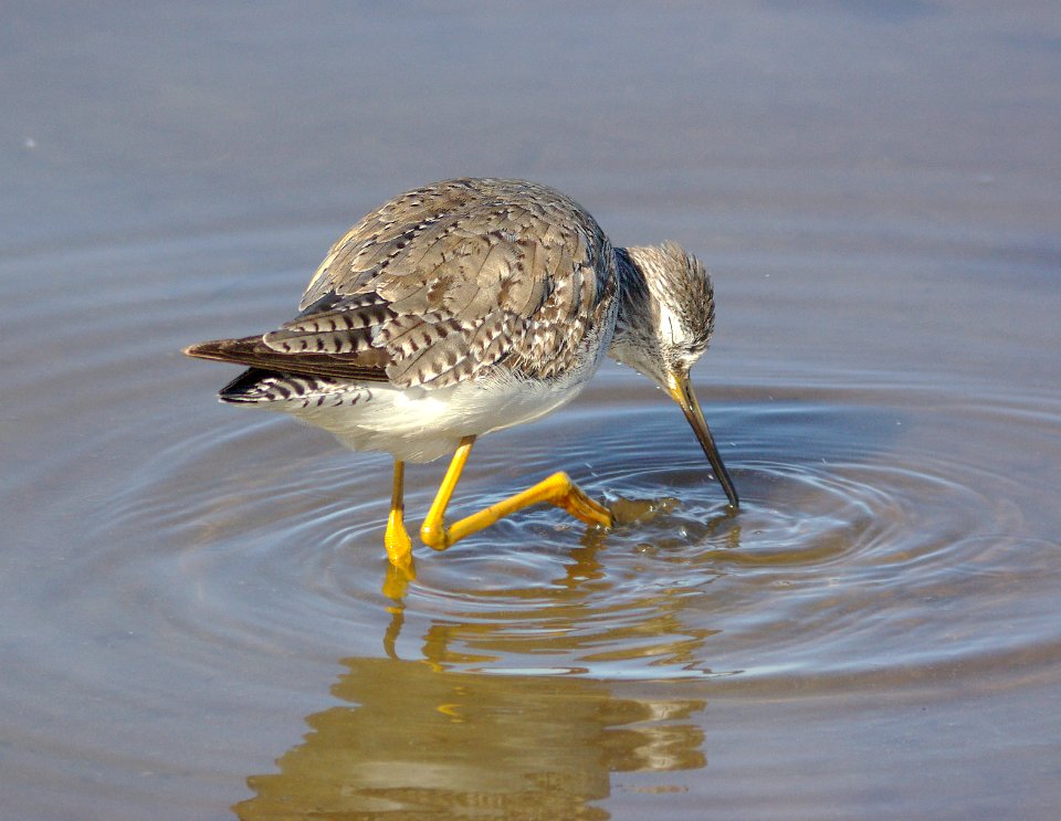 288 - LESSER YELLOWLEGS texas (3)