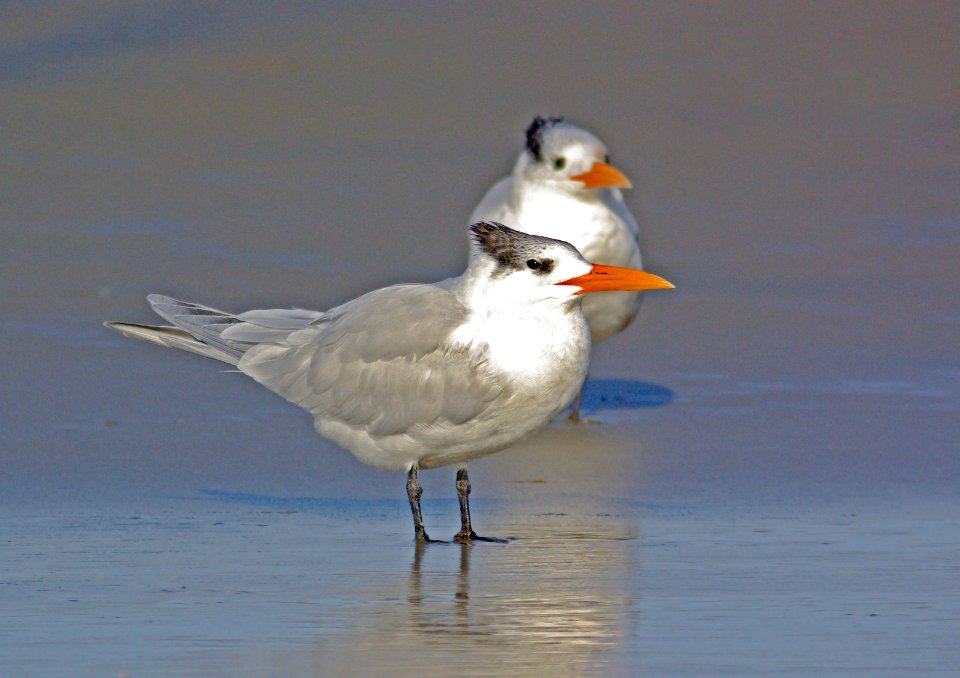 390 -  ROYAL TERN (12-21-07) cayucos, slo co, ca (5)