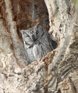 452 - WESTERN SCREECH OWL (11-20-11) patagonia-sonoita creek preserve, scc, az - (2)