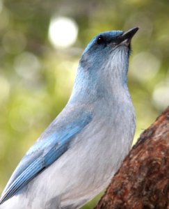 643 - MEXICAN JAY (12-23-10) - (1)
