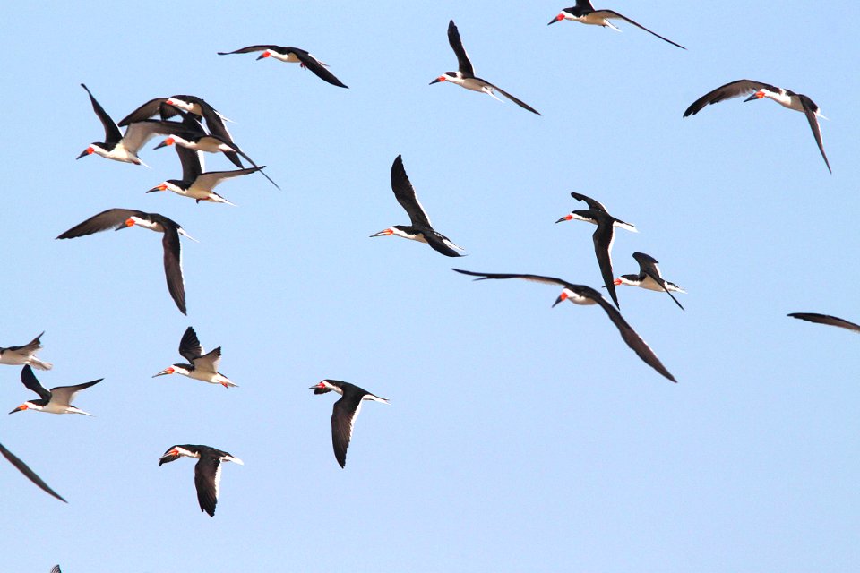 393 - BLACK SKIMMER (4-20-12) convention center, south padre island, tx