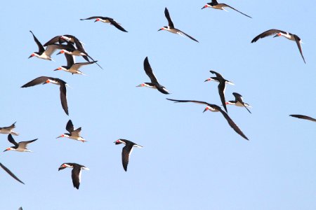 393 - BLACK SKIMMER (4-20-12) convention center, south padre island, tx