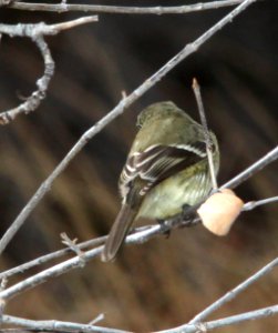 582 - DUSKY FLYCATCHER (12-31-10) pena blanca lake, scc, az - (3)