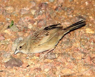 867 - BOTTERI'S SPARROW (5-31-11) 78 circulo montana, patagonia lake ranch estates, scc, az  (4)