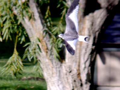 348 - SABINE'S GULL (9-10-07) silver shadow resort, kern co, ca (4)