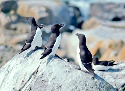 402 - RAZORBILL (6-3-96) mac seal isle, me