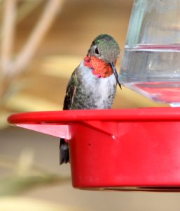 503 - BROAD-TAILED HUMMINGBIRD (3-27-11) 78 circulo montana, patagonia lake ranch estates, scc, az (9) photo