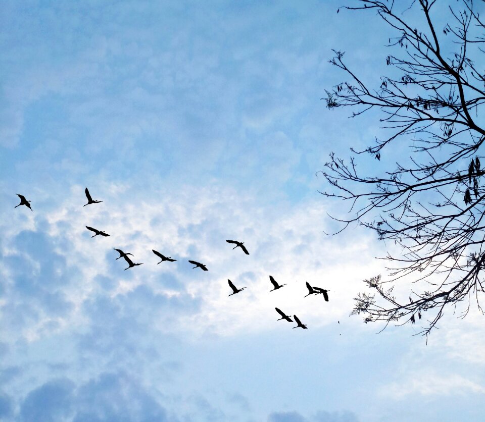 Tree birds nature