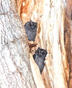455 - GREAT HORNED OWL (7-31-11) patagonia-sonoita creek preserve, scc, az - (2)