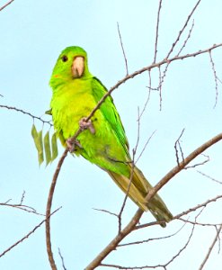 561 - GREEN PARAKEET (1-12-09) bentsen rio grande st park, mission, tx  (1)