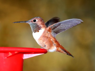 504 -  RUFOUS HUMMINGBIRD (3-9-11) 78 circulo montana, patagonia lake ranch estates, scc, az -01