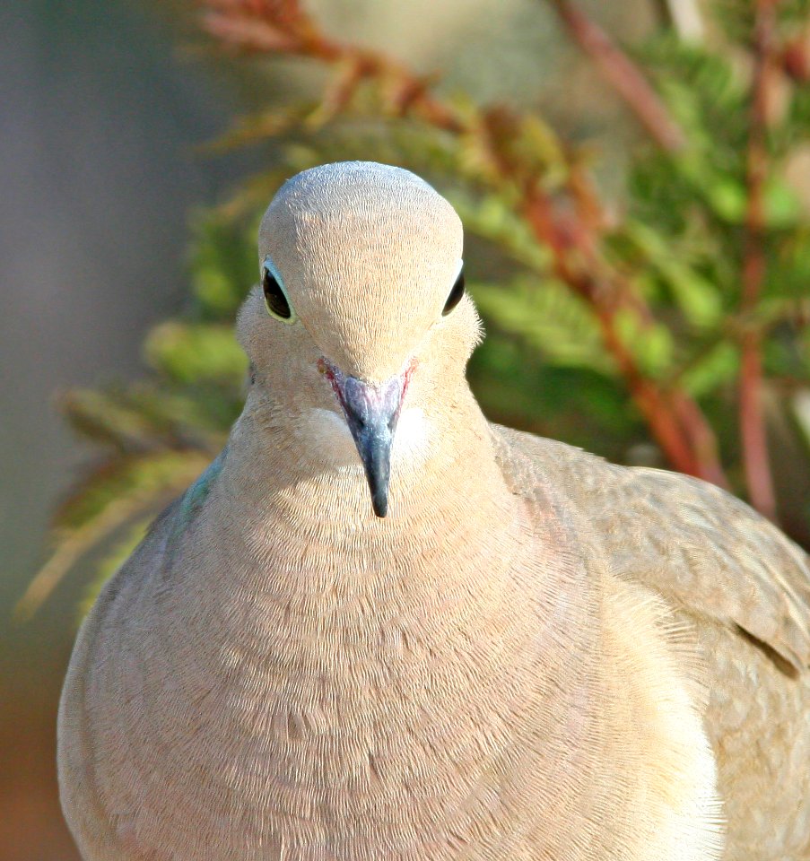 433 - MOURNING DOVE (5-24-08) canet rd, slo co, ca (2)
