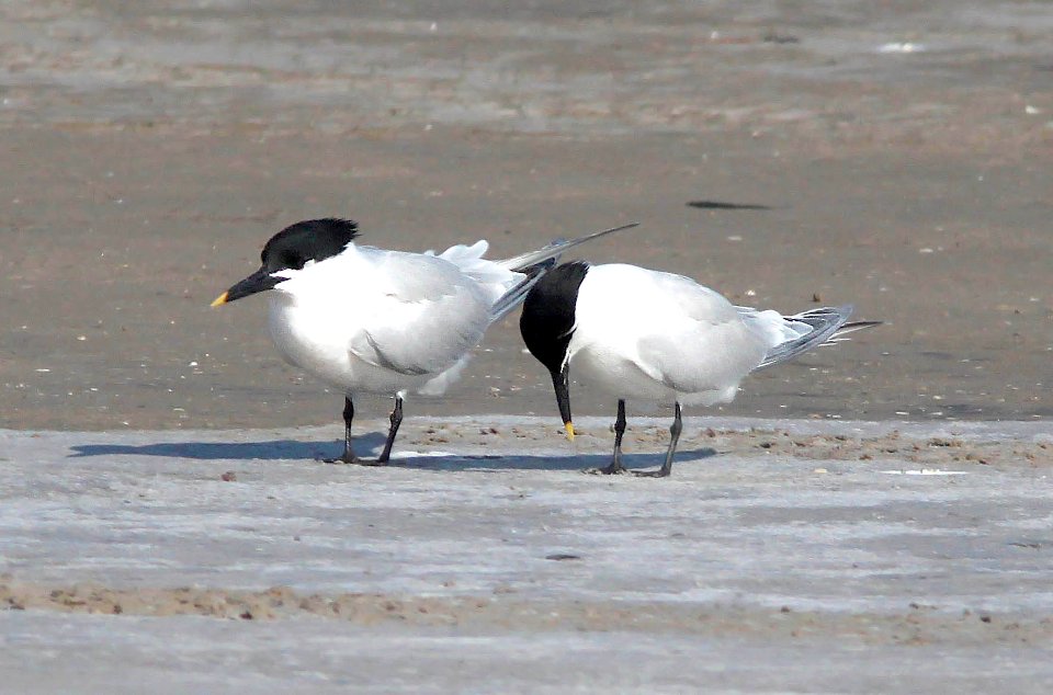 391- SANDWICH TERN (4-20-12) south padre island, tx  (1)