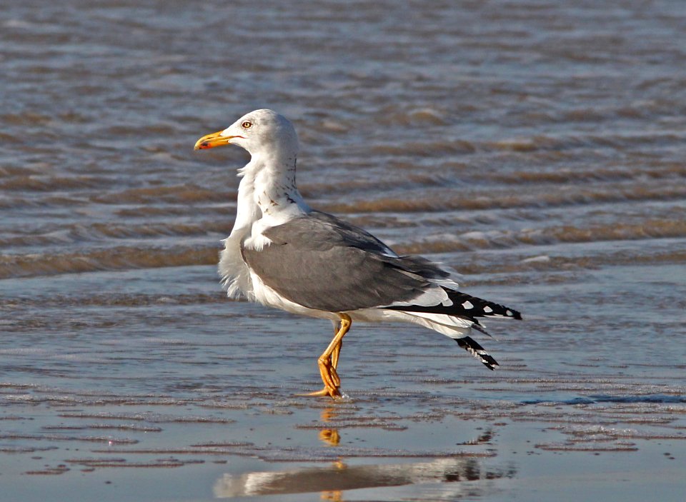 368 - LESSER BLACK-BACKED GULL  (3-25-13) quintana beach, brazoria co, tx