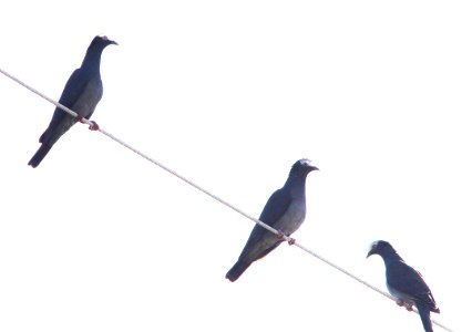 424 - WHITE-CROWNED PIGEON (3-7-13) ramrod key, monroe co, fl (2) photo