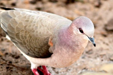 438 - WHITE-TIPPED DOVE (2-4-10) bentsen-rio grande state park, tx  (2)