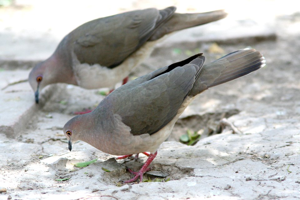 438 - WHITE-TIPPED DOVE (2-16-08) sabal p, tx  (1)