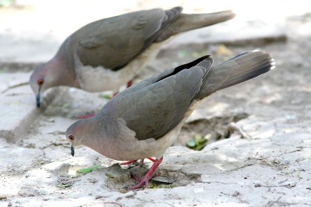 438 - WHITE-TIPPED DOVE (2-16-08) sabal p, tx  (1)