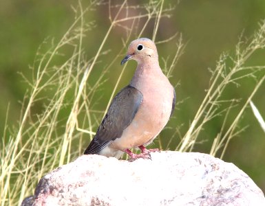 433 -  MOURNING DOVE (5-26-11) 78 circulo montana, patagonia lake ranch estates, scc, az -01