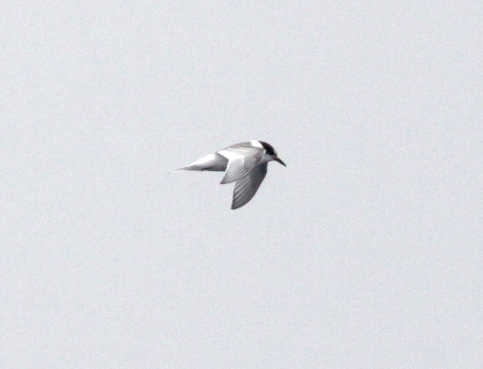 388 - ARCTIC TERN (9-25-09) monterey, ca
