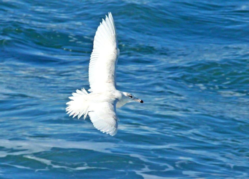 371 - GLAUCOUS GULL (2-22-10) first winter, elephant seal area, slo co, ca  (10)