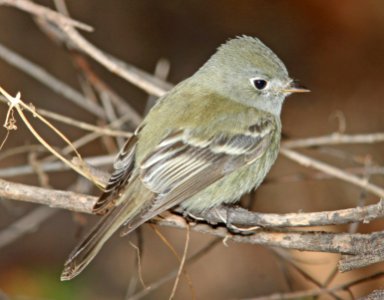 580 - HAMMOND'S FLYCATCHER (1-2-11) north along river from santa gertrudis lane, tumacacori, scc, az -  (6)