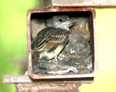 594 - BROWN-CRESTED FLYCATCHER nest (7-18-12) pena blanca lake, scc, az - (1)