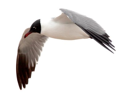 354 - LAUGHING GULL (3-3-12) near san isabel, tx  (4)
