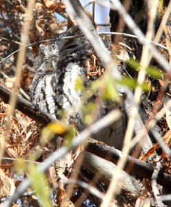 452 - WESTERN SCREECH OWL (12-25-12) patagonia lake, scc, az - (2)