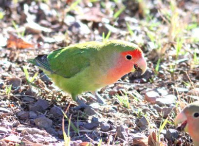 558 - ROSY-FACED LOVEBIRD (1-30-13) encanto park, phoenix, maricopa co, az  (10)