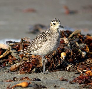 256 - AMERICAN GOLDEN PLOVER (11-5-06) north coast, slo co, ca (2)