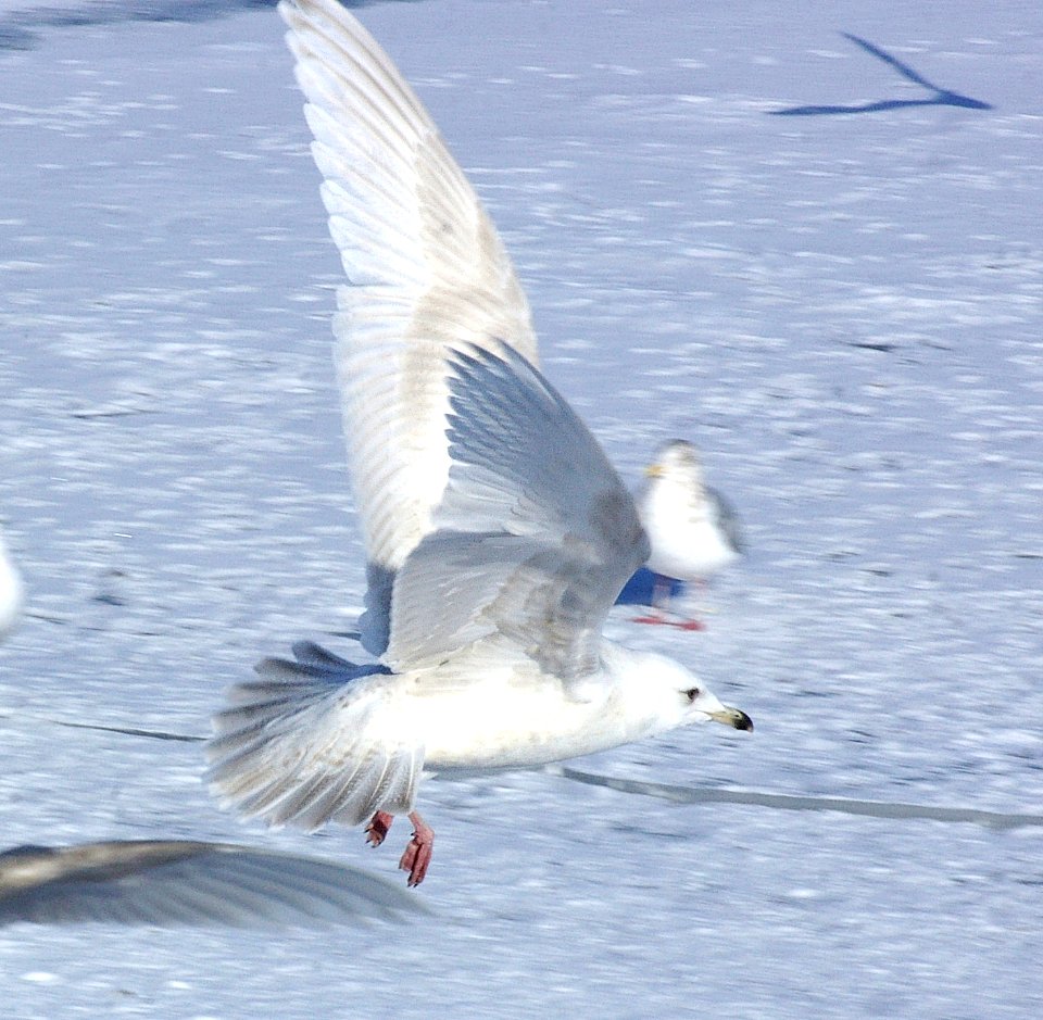 367 - ICELAND GULL (2-7-07) 2nd winter, quidi vidi lake, st john's, newfoundland (2)