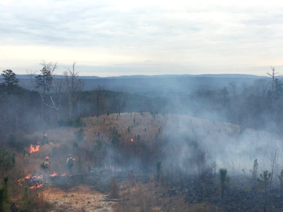 Controlled burn to restore mountain longleaf pine in northwest Georgia - 170317-FS-Chattahoochee-Oconee-SB-022