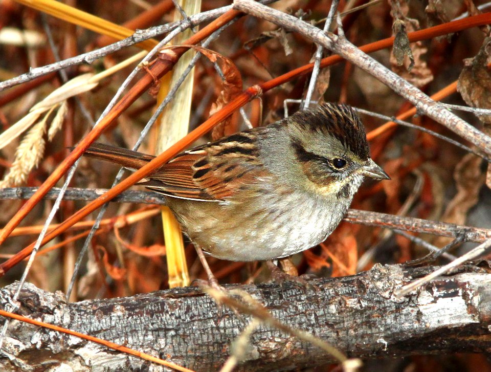894 - SWAMP SPARROW (12-15-12) patagonia lake, scc, az  (1) - Copy