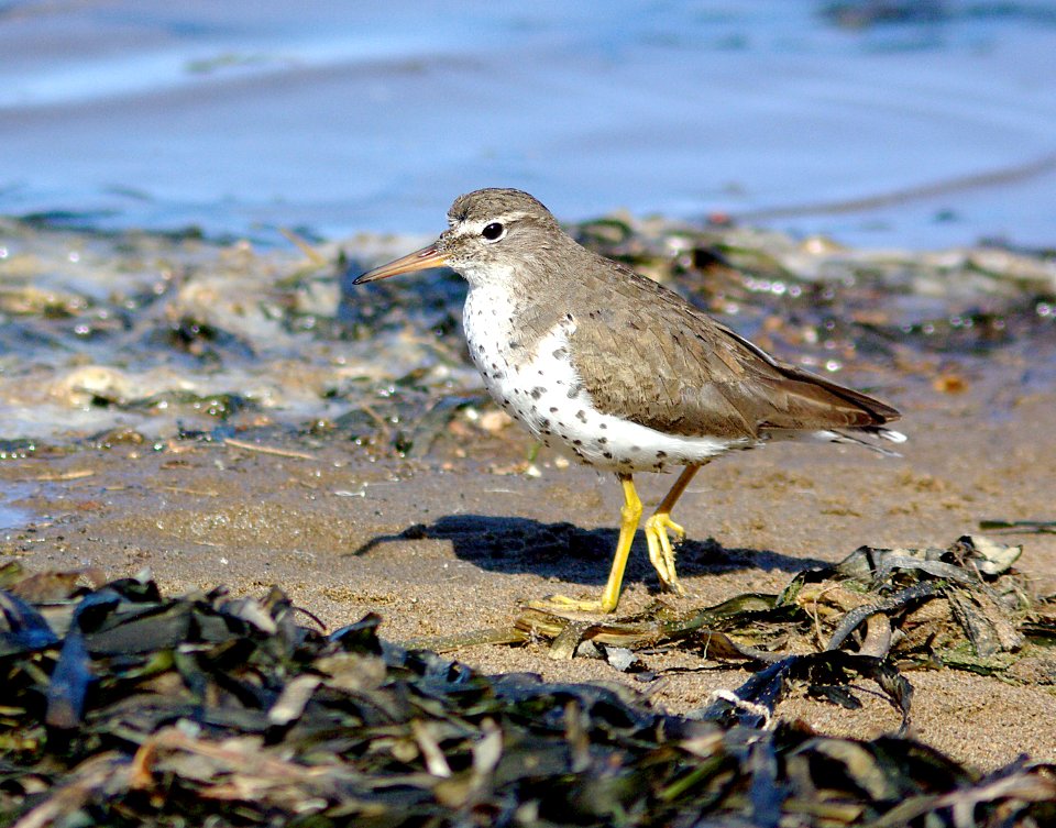 279 - SPOTTED SANDPIPER (3-25-09) slo co, ca (3)